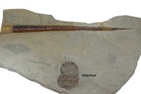 Bochianites neocomensis